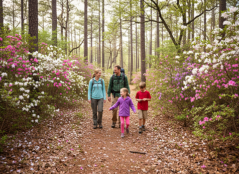 Wild Azalea Trail